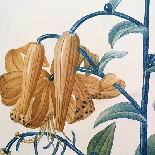 Botanik, Pflanzenbücher