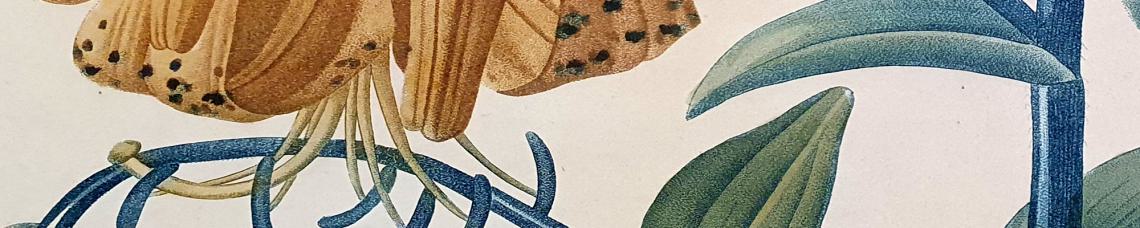 Botanik, Pflanzenbücher