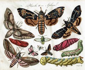 Les papillons, leur histoire, la manière de leur faire la chasse et de les conserver; 