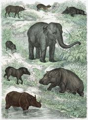 Atlas till djurrikets naturalhistoria 