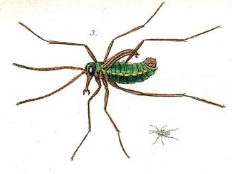 An introduction to the modern classification of insects; 