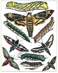 Schmetterlingsbüchlein oder Beschreibung der schönsten und schädlichsten 