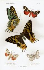 Annélides, crustacés, arachnides, myriapodes et insectes 