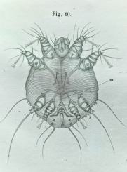 Traité pratique d'entomologie et de pathologie comparées 