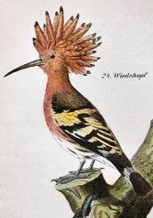 Gemeinnützige Naturgeschichte 