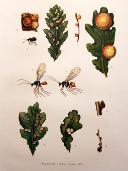 Les insectes 