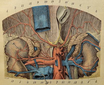 Glandes à sécrétion interne Livre XI [und:] Embryologie Livre XII 