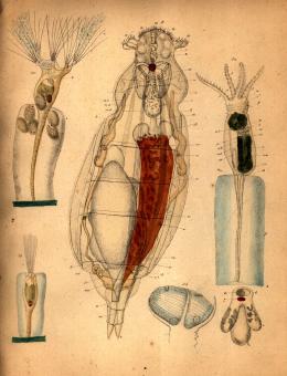 Naturgeschichte der Infusionsthiere 